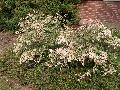 Hawaiian Snow Bush